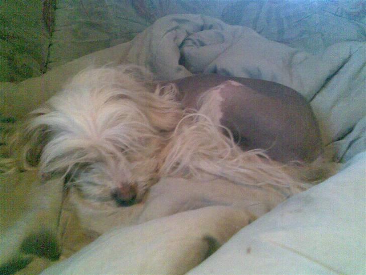 Chinese crested hårløs Viktor (R.I.P ): billede 12