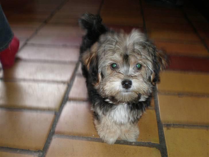 Yorkshire terrier Silke - Er jeg ikke kær? billede 3