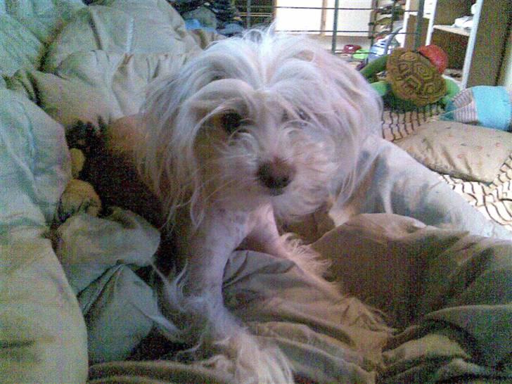 Chinese crested hårløs Viktor (R.I.P ): billede 13