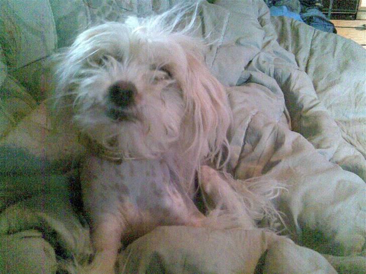 Chinese crested hårløs Viktor (R.I.P ): billede 14