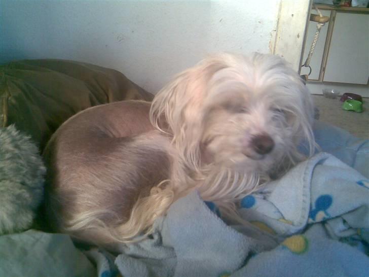 Chinese crested hårløs Viktor (R.I.P ): billede 15