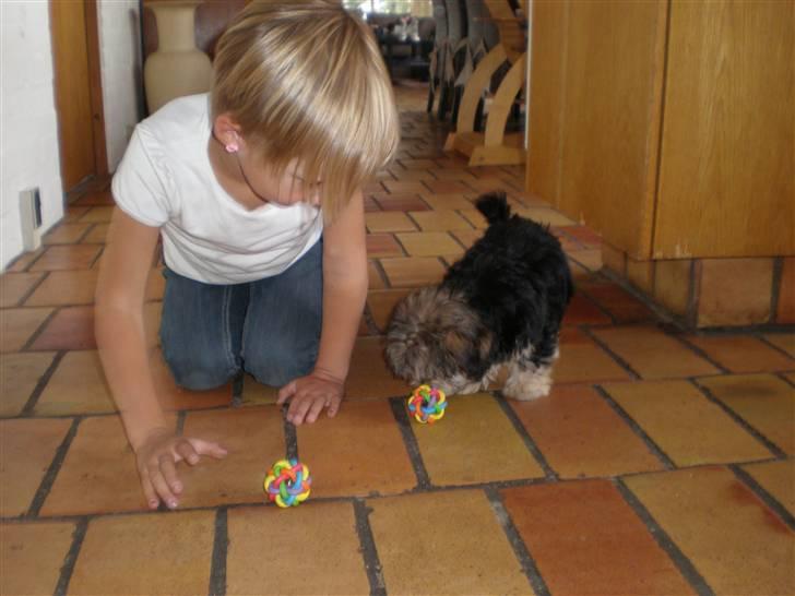 Yorkshire terrier Silke - Jeg leger med Katrine. billede 4