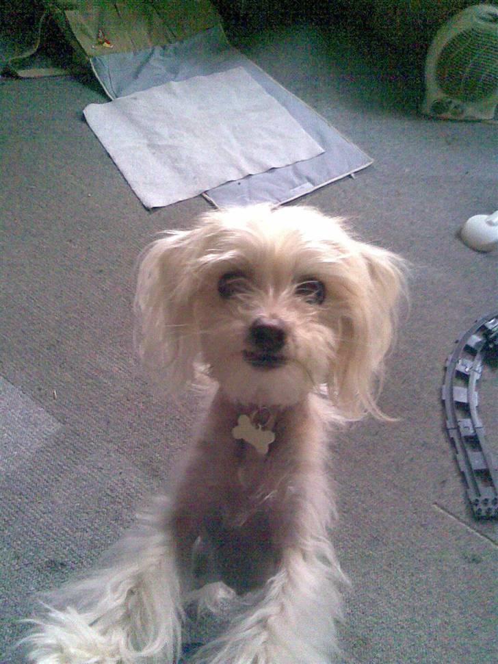 Chinese crested hårløs Viktor (R.I.P ): billede 16