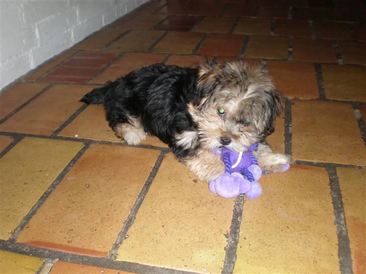 Yorkshire terrier Silke - Det lilla dyr er farligt, jeg forsøger at dræbe det! billede 5