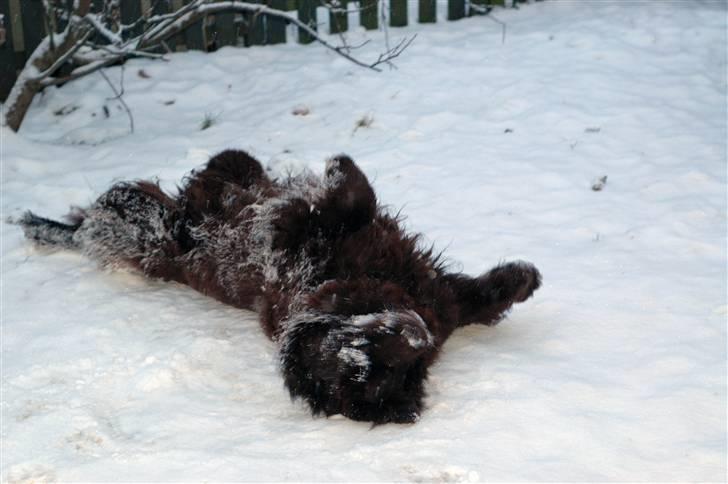 Newfoundlænder Anton  R.I.P. billede 17