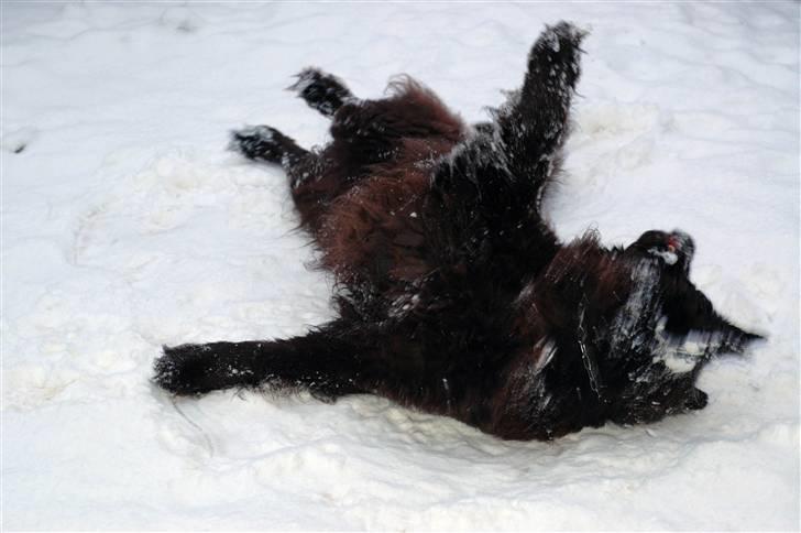 Newfoundlænder Anton  R.I.P. billede 18