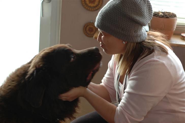 Newfoundlænder Anton  R.I.P. billede 19