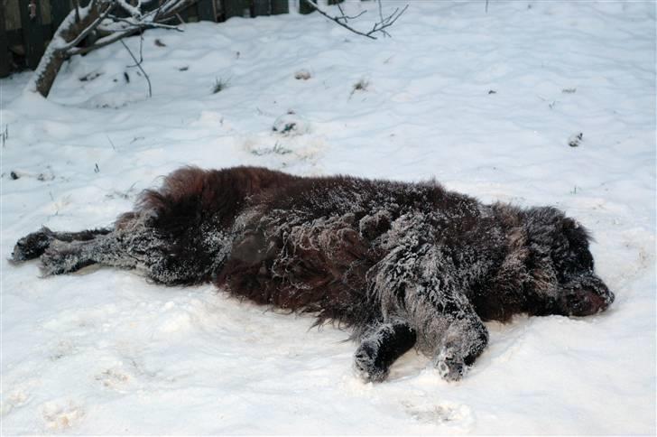 Newfoundlænder Anton  R.I.P. billede 20