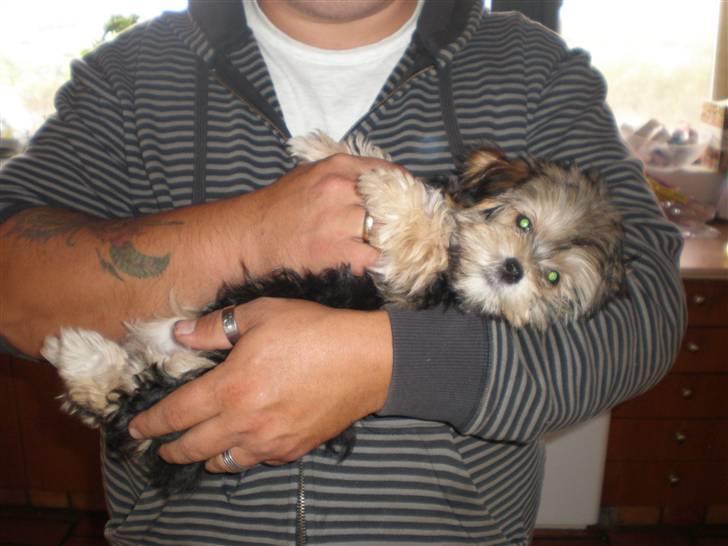 Yorkshire terrier Silke - Min nye far er vild med mig. Hi hi billede 6