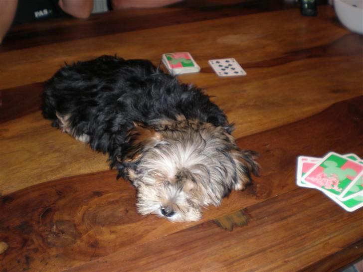 Yorkshire terrier Silke - Det er altså kedeligt at spille 500! Tager lige en lur på spisebordet. billede 7