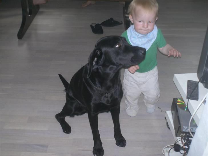 Labrador retriever freja R.I.P. mors pige billede 18