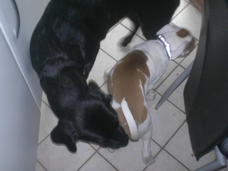 Labrador retriever freja R.I.P. mors pige billede 20