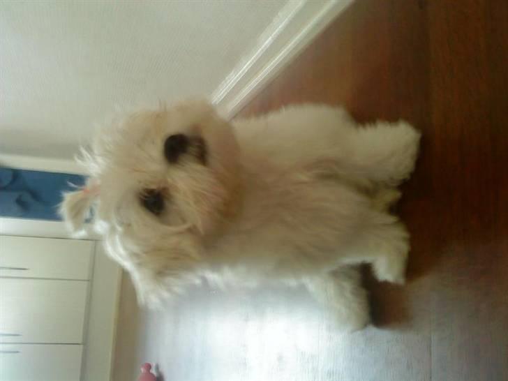 Malteser Mynte - Så dejlig er hun  billede 1