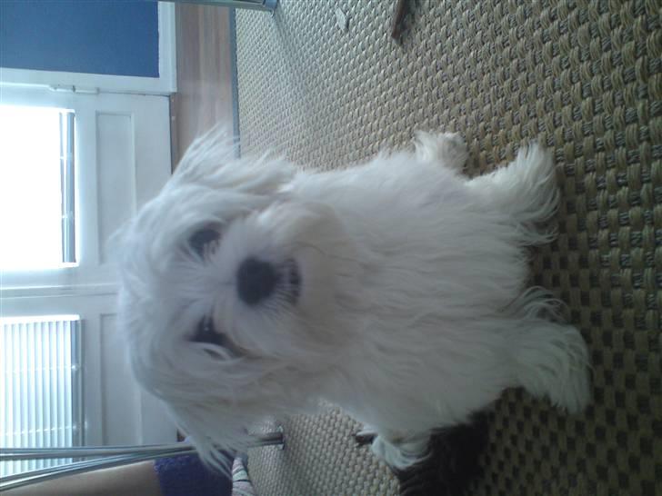 Malteser Mynte billede 2