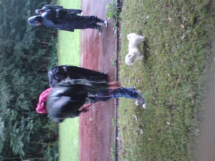 Malteser Mynte billede 3