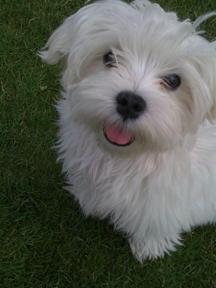 Malteser Mynte billede 4