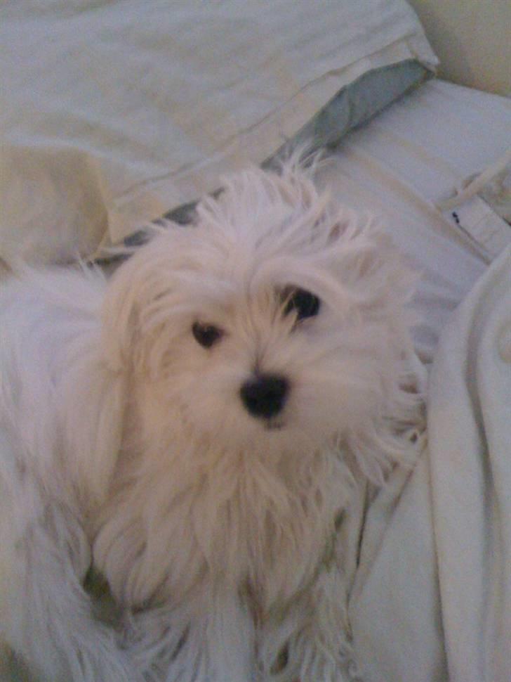 Malteser Mynte billede 5