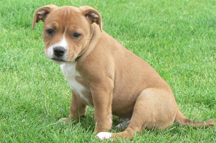 Staffordshire bull terrier Angelicstaff Angel billede 2