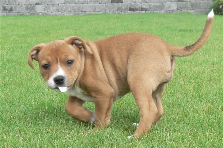 Staffordshire bull terrier Angelicstaff Angel billede 3