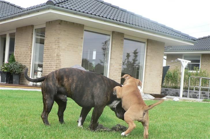 Staffordshire bull terrier Angelicstaff Angel billede 4