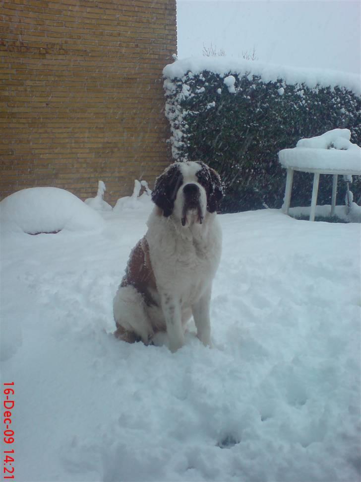 Sankt bernhardshund Zoomorfs  Xando billede 5