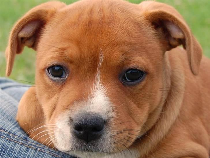 Staffordshire bull terrier Angelicstaff Angel billede 5