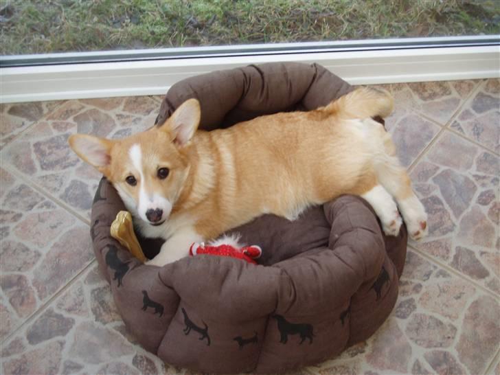 Welsh corgi pembroke oprindelig yanghua olfert billede 1