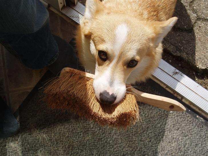 Welsh corgi pembroke oprindelig yanghua olfert billede 2
