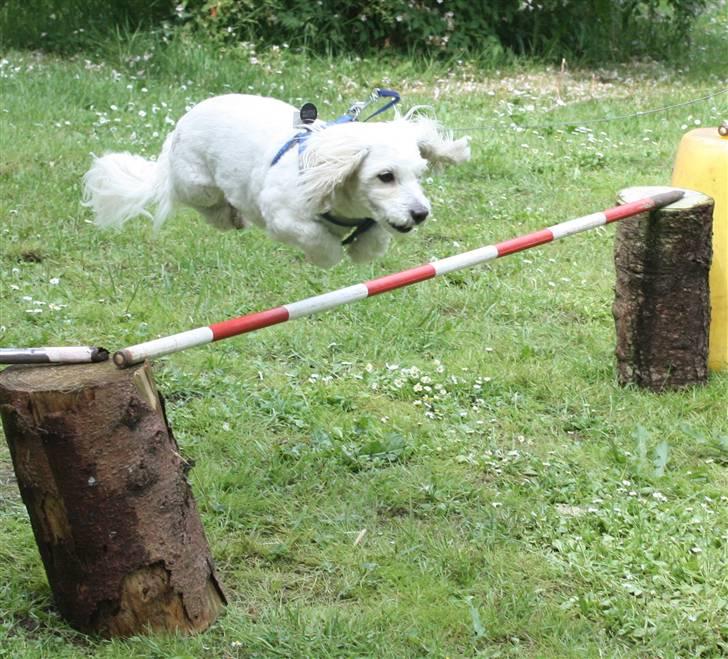 Coton de tulear Jasmin billede 1