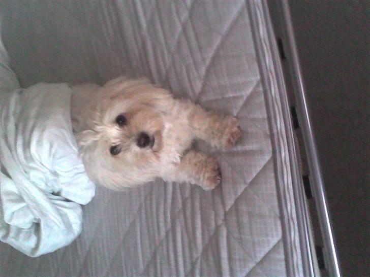 Coton de tulear Jasmin billede 2