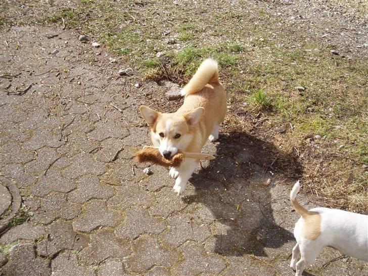 Welsh corgi pembroke oprindelig yanghua olfert billede 3