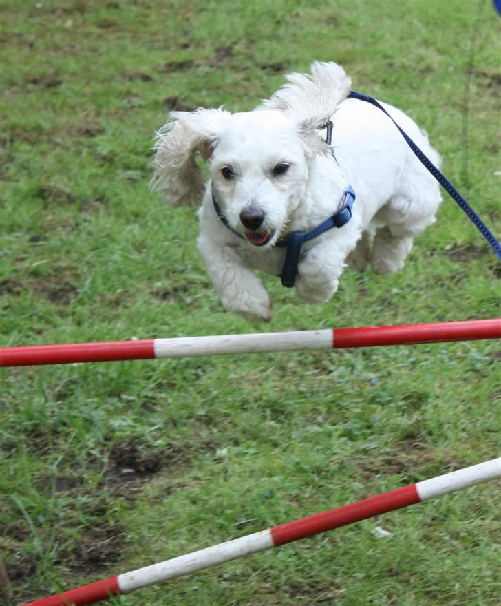 Coton de tulear Jasmin billede 3