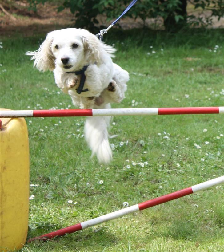 Coton de tulear Jasmin billede 4