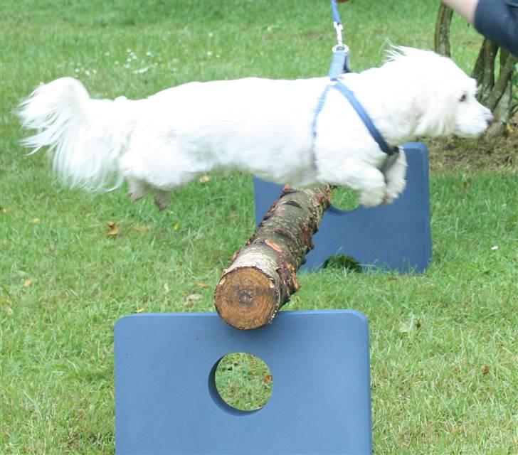 Coton de tulear Jasmin billede 5