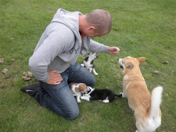 Welsh corgi pembroke oprindelig yanghua olfert billede 4