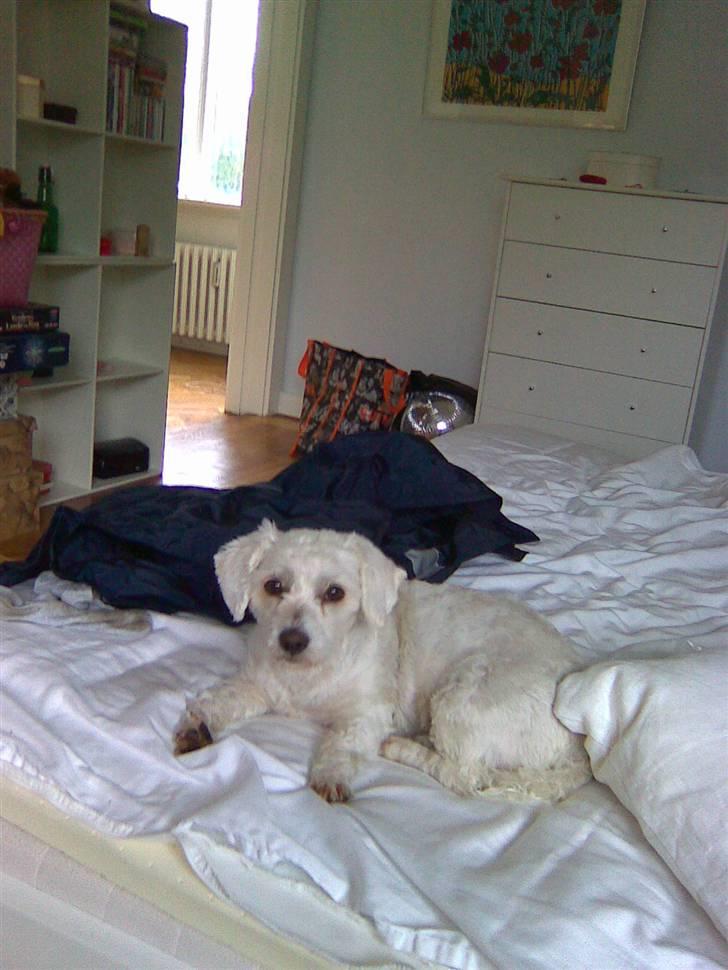 Coton de tulear Jasmin billede 6