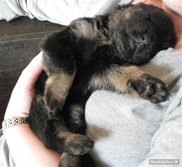 Schæferhund Skusterhuset's Dane - 21 dage gammel. Meget træt hund billede 1