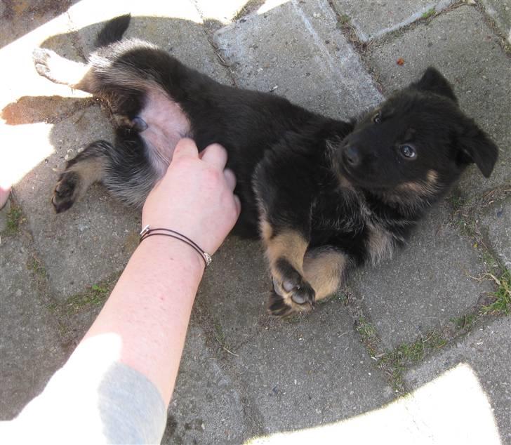 Schæferhund Skusterhuset's Dane - 35 dage gammel - For en gangs skyld, vågen billede 2