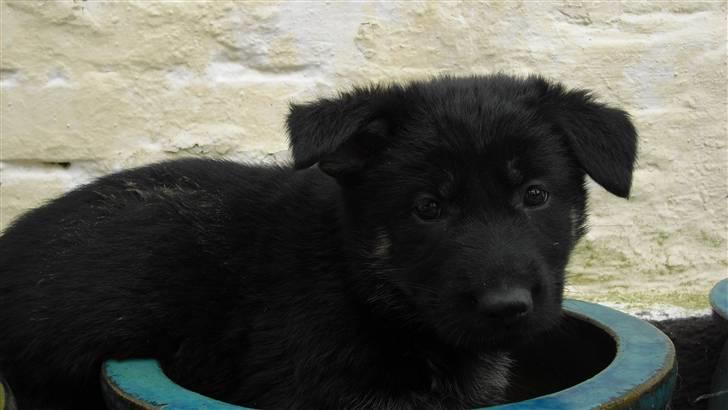 Schæferhund Skusterhuset's Dane - 42 dage gammel - "Hjælp, jeg sidder fast i krukken!" billede 3