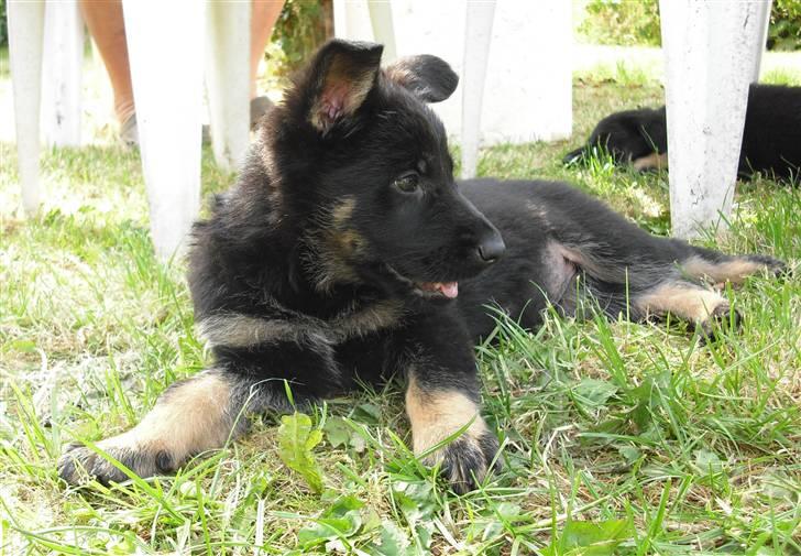 Schæferhund Skusterhuset's Dane - 49 dage gammel billede 4