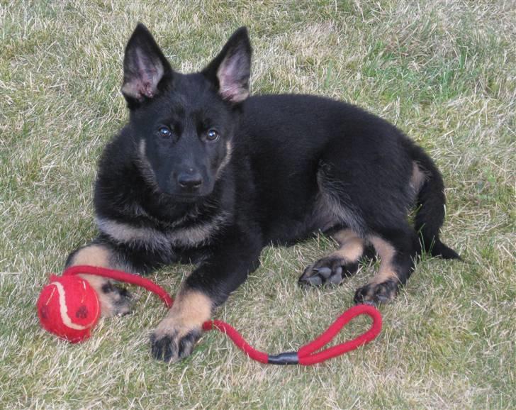 Schæferhund Skusterhuset's Dane - 8 uger gammel - Lige ankommet til mit nye hjem billede 5