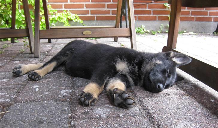 Schæferhund Skusterhuset's Dane - 8 uger gammel - Udmattet efter en gang leg billede 6