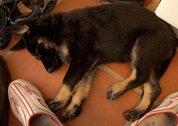 Schæferhund Skusterhuset's Dane - 9 uger gammel  billede 7