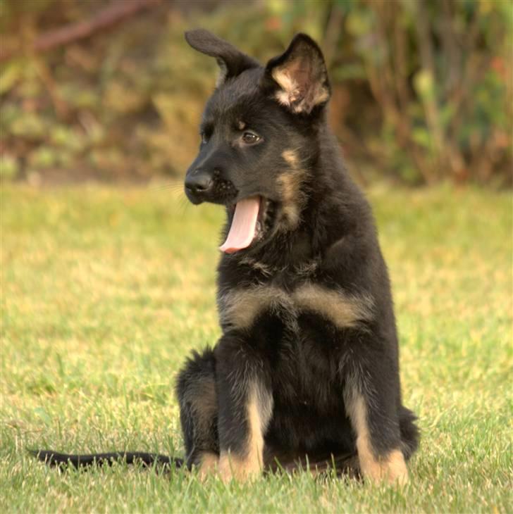 Schæferhund Skusterhuset's Dane - 9 uger gammel  billede 8