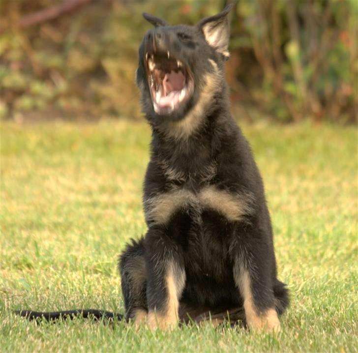 Schæferhund Skusterhuset's Dane - 9 uger gammel - "You got a war face! AAAAAAAAHH! That´s a war face, let me see your war face!" billede 9