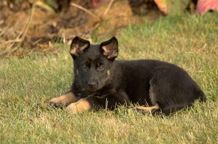 Schæferhund Skusterhuset's Dane - 9 uger gammel  billede 10