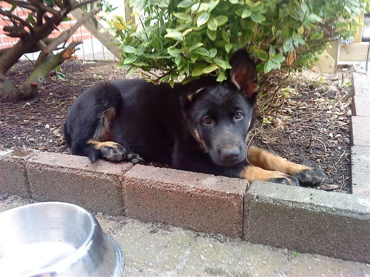 Schæferhund Skusterhuset's Dane - 10 uger - "Nej, jeg har ikke været i gang med at grave blomsterløg op. Gå nu ind igen!" billede 11