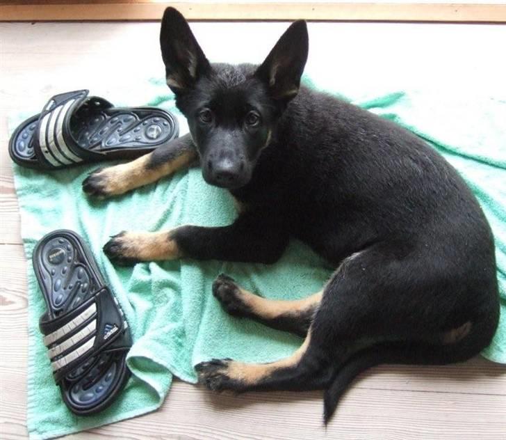 Schæferhund Skusterhuset's Dane - 12 uger billede 12