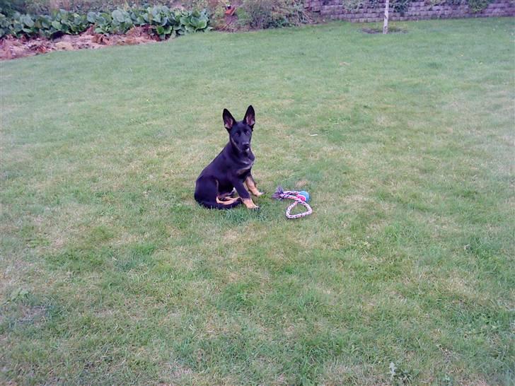 Schæferhund Skusterhuset's Dane - 13 uger - "Du kan jo ikke snige dig ind på mig, hørte dig inden du overhovedet begyndte!" billede 13