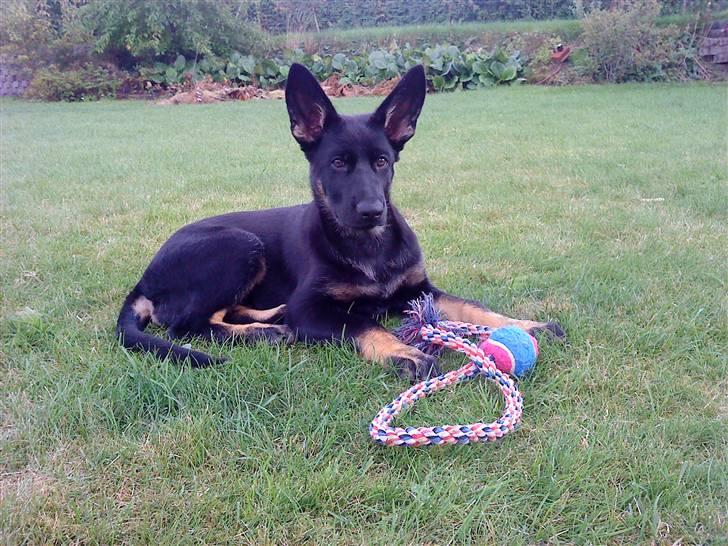 Schæferhund Skusterhuset's Dane - 13 uger - Den kækkeste hund i hele haven billede 14